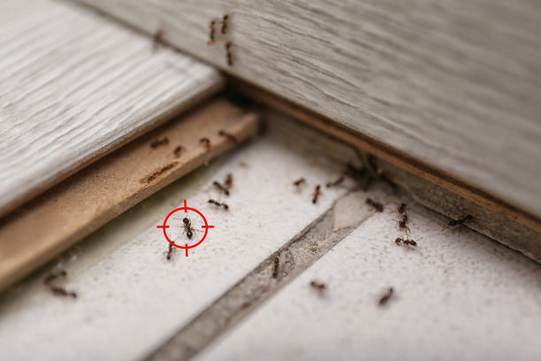 Best Commercial Pest Control Services  in Rogers, TX